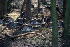 Killikus&reg; Fotographie